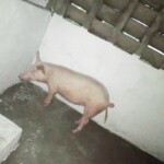 Porcherie Kinkole 2023