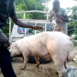 Porcherie Kinkole 2023