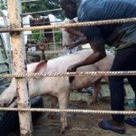 Porcherie Kinkole 2023