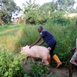 Porcherie Kinkole 2023