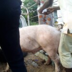 Porcherie Kinkole 2023