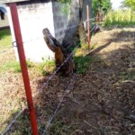 Clôture à Kinkole 2023