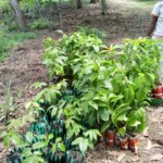 Verger au plateau de Bateke