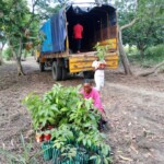 Verger au plateau de Bateke