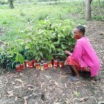 Verger au plateau de Bateke