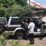 Plantation de la haie à Kinkole 2023