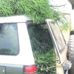 Plantation de la haie à Kinkole 2023