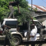 Plantation de la haie à Kinkole 2023