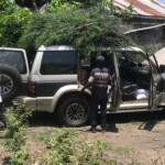 Plantation de la haie à Kinkole 2023