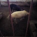 Porcherie Kinkole 2023