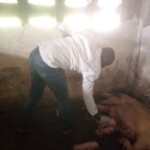 Porcherie Kinkole 2023