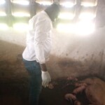 Porcherie Kinkole 2023