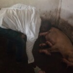 Porcherie Kinkole 2023