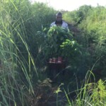 Verger au plateau de Bateke