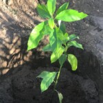 Verger au plateau de Bateke