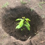 Verger au plateau de Bateke