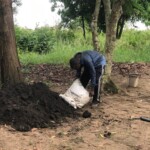 Verger au plateau de Bateke