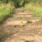Verger au plateau de Bateke