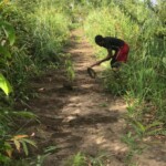 Verger au plateau de Bateke