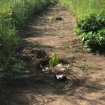 Verger au plateau de Bateke