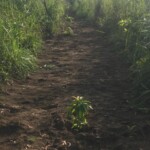 Verger au plateau de Bateke