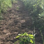 Verger au plateau de Bateke