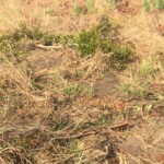 Verger au plateau de Bateke