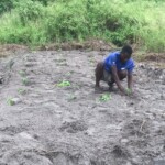 Verger au plateau de Bateke