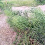 Plantation de la haie à Kinkole 2023