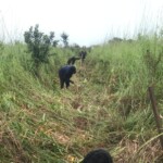 Verger au plateau de Bateke