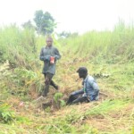 Verger au plateau de Bateke