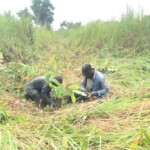 Verger au plateau de Bateke