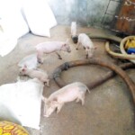 Porcherie Kinkole 2023