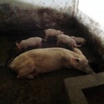 Porcherie Kinkole 2023