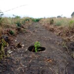 Verger au plateau de Bateke