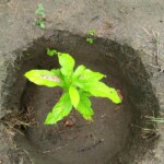 Verger au plateau de Bateke
