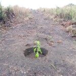 Verger au plateau de Bateke