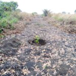 Verger au plateau de Bateke