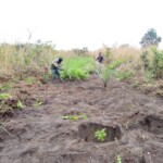 Verger au plateau de Bateke