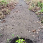 Verger au plateau de Bateke