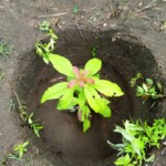 Verger au plateau de Bateke Verger au plateau de Bateke