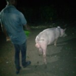 Porcherie Kinkole 2023