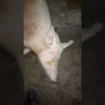 Porcherie à Kinkole 2023 Porcherie à Kinkole 2023