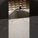 Entrée dans la porcherie à Kinkole 2023 Entrée dans la porcherie à Kinkole 2023